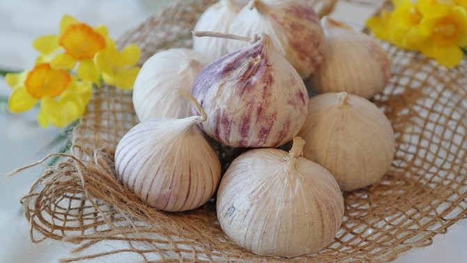 khasiat bawang putihh tunggal