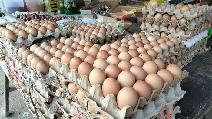 bisnis supplier telur ayam